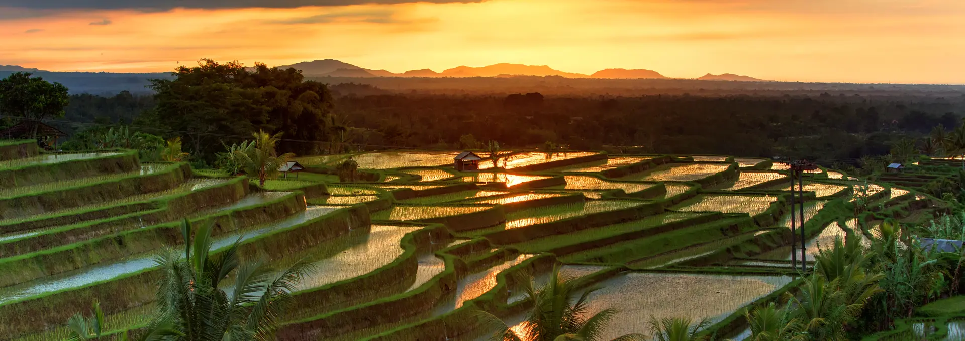 Balinese rice paddys